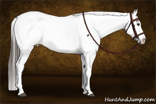 Horse Color:Liver Chestnut Snowcap