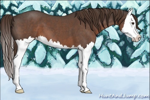Horse Color:Liver Red Roan Splash