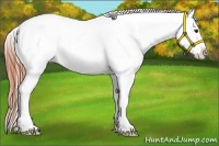 Horse Color:Classic Champagne Near Fewspot 