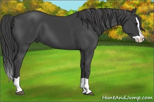 Horse Color:Smoky Black Splash