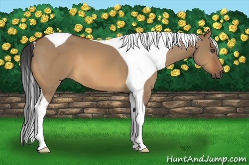 Horse Color:Bay Dun Tobiano 