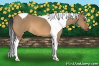 Horse Color:Bay Dun Tobiano 