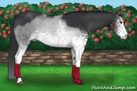 Horse Color:White Spotted Brown 