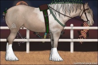 Horse Color:Black Pearl Appaloosa 