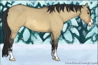 Horse Color:Buckskin Dun Sabino 