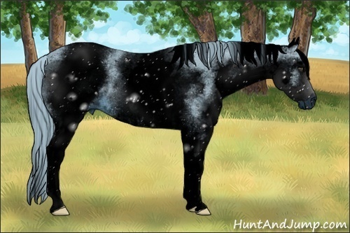 Horse Color:ERROR: UNKNOWN ANOMALY