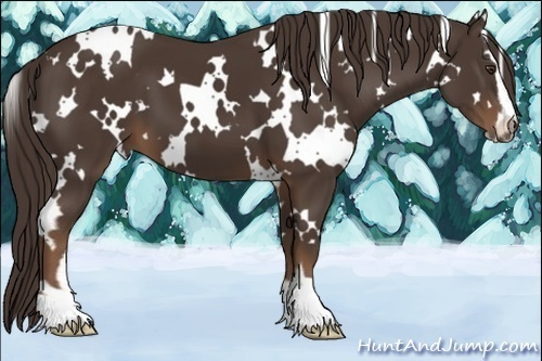 Horse Color:White Spotted Liver Chestnut Sabino 