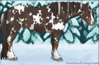 Horse Color:White Spotted Liver Chestnut Sabino 