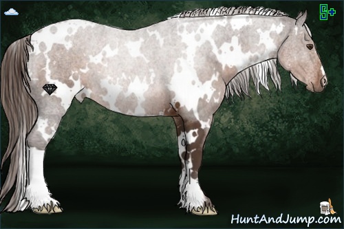 Horse Color:White Spotted Liver Chestnut 
