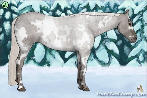 Horse Color:White Spotted Silver Black 