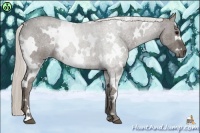 Horse Color:White Spotted Silver Black 
