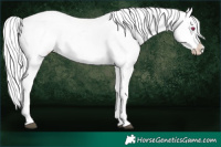 Horse Color:Silver Brown Chinchilla Varnish Rabicano