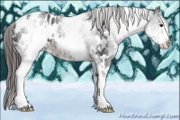 Horse Color:White Spotted Brown Blanket 