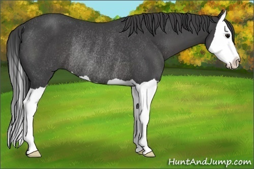 Horse Color:Smoky Black Splash Rabicano 