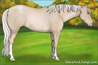 Horse Color:Silver Smoky Black Pearl Rabicano