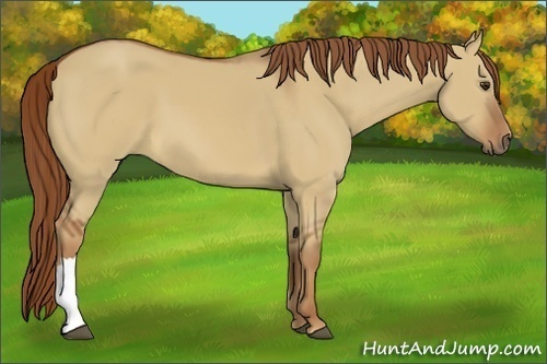 Horse Color:Red Dun