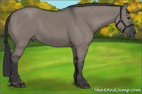 Horse Color:Grullo
