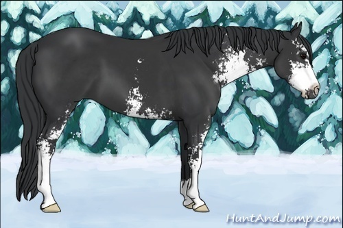 Horse Color:Black Sabino 