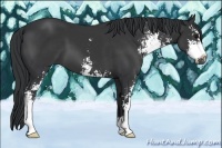 Horse Color:Black Sabino