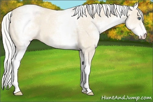 Horse Color:White Spotted Silver Perlino 