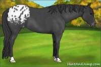 Horse Color:Blue Roan Appaloosa