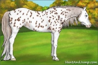 Horse Color:Chestnut Splash Near Leopard