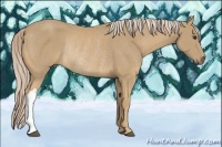 Horse Color:Palomino Rabicano