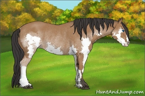 Horse Color:Bay Splash Frame Rabicano 