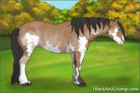 Horse Color:Bay Splash Frame Rabicano 