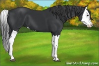 Horse Color:Black Splash