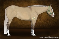 Horse Color:Silver Bay Dun Sabino Splash 