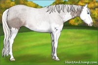 Horse Color:Silver Blue Roan Sabino Splash Rabicano 