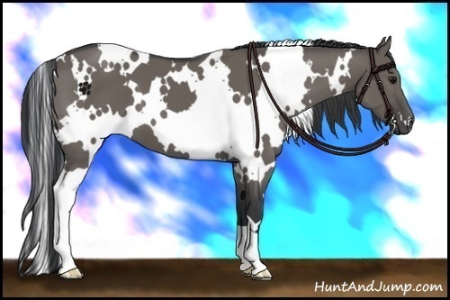Horse Color:White Spotted Grullo 