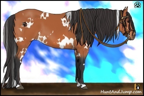 Horse Color:White Spotted Bay 