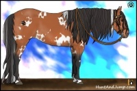 Horse Color:White Spotted Bay 