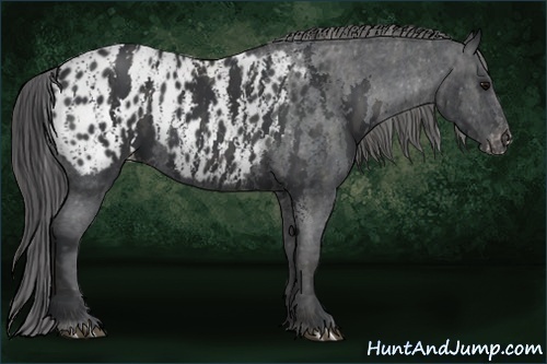 Horse Color:Black Splash Tobiano Appaloosa  Brindle