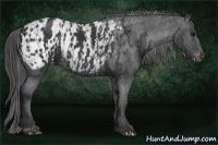 Horse Color:Black Splash Tobiano Appaloosa Brindle