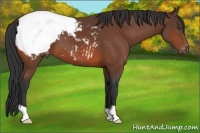 Horse Color:Bay Snowcap 