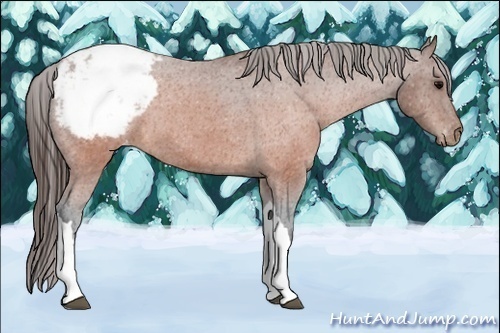 Horse Color:Brown Appaloosa 