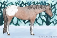 Horse Color:Brown Appaloosa 