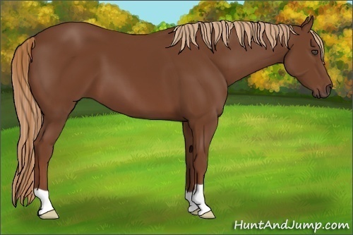 Horse Color:Unknown 