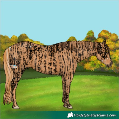 Horse Color:ERROR: UNKNOWN ANOMALY Brindle