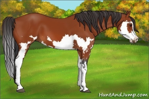 Horse Color:Bay Splash Frame