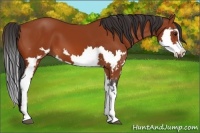 Horse Color:Bay Splash Frame 