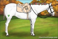 Horse Color:White Spotted Red Dun Appaloosa 
