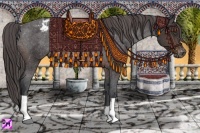 Horse Color:Brown Appaloosa Rabicano 