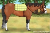 Horse Color:Bay Splash