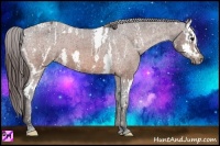 Horse Color:Bay Splash Tobiano Appaloosa  Brindle