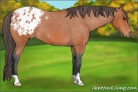 Horse Color:Bay Appaloosa 