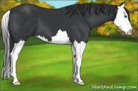 Horse Color:Black Splash